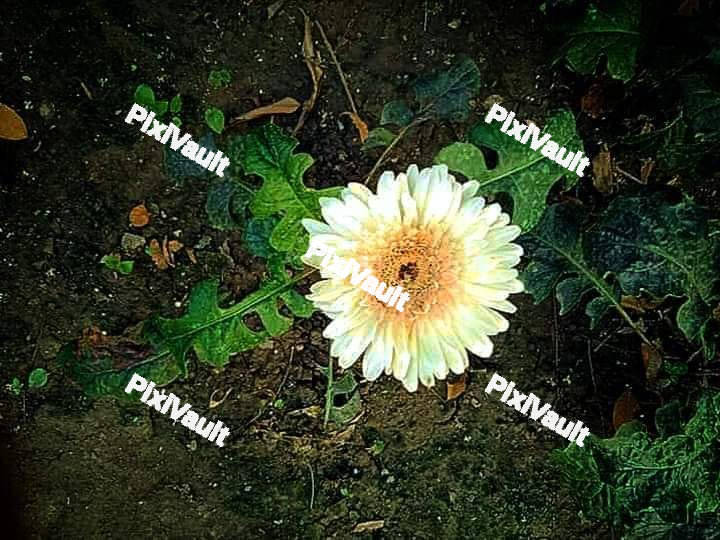Gerbera Flower